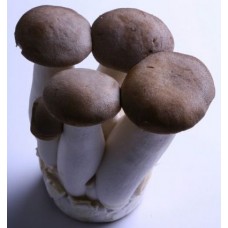 Mini Eringii Mushroom 1Kg