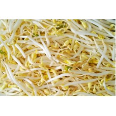 Sprout soy 0,5Kg